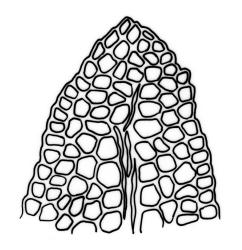 Fissidens  integerrimus, leaf apices.  Drawn from J.E. Beever 33-05, CHR 462138.
 Image: R.C. Wagstaff © Landcare Research 2014 